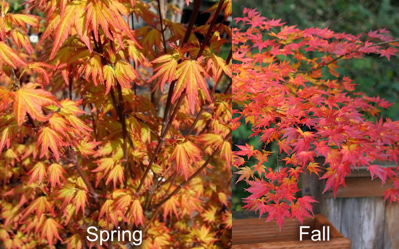  Orange Dream Japanese Maple - 7 Gallon Pot