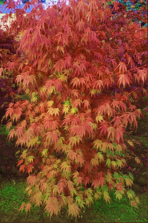  Orange Flame Japanese Maple - 5 Gallon Pot