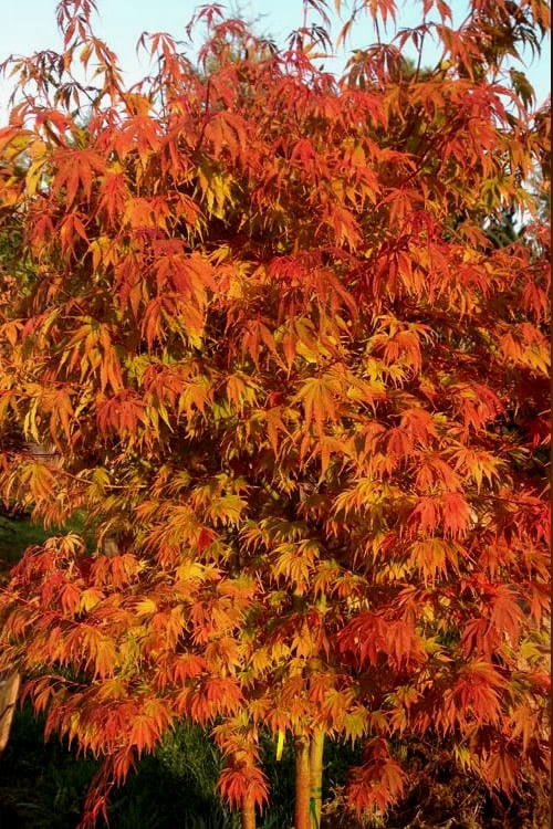  Orange Flame Japanese Maple - 1 Gallon Pot