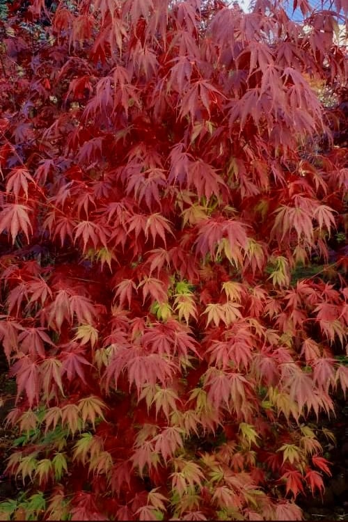  Orange Flame Japanese Maple - 1 Gallon Pot