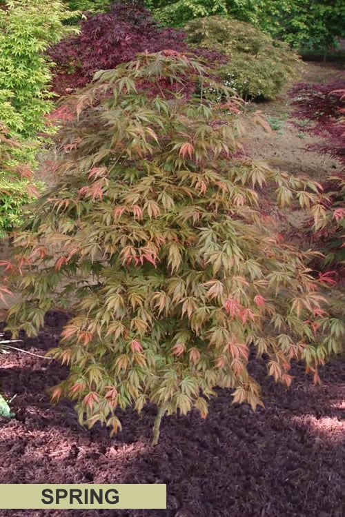  Orange Flame Japanese Maple - 1 Gallon Pot