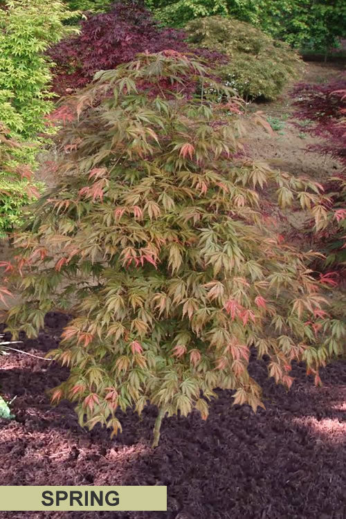  Orange Flame Japanese Maple - 5 Gallon Pot