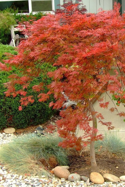  Orangeola Weeping Japanese Maple - 2 Gallon Pot (1.5-2')