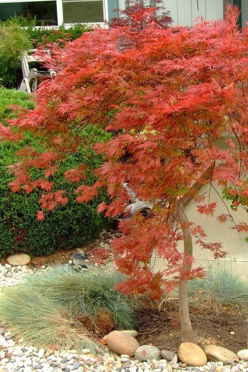  Orangeola Weeping Japanese Maple - 2 Gallon Pot