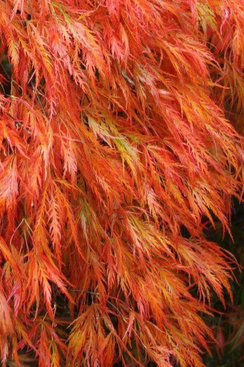  Orangeola Weeping Japanese Maple (High Graft Tree Form) - 3 Gallon Pot (2-2.5')