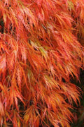  Orangeola Weeping Japanese Maple - 1 Gallon Pot (High Grafted Tree Form) 