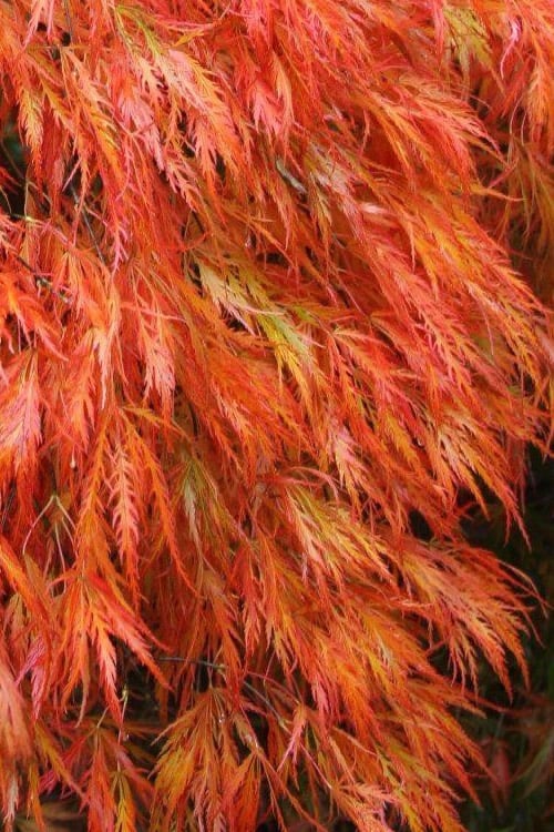  Orangeola Weeping Japanese Maple - 2 Gallon Pot