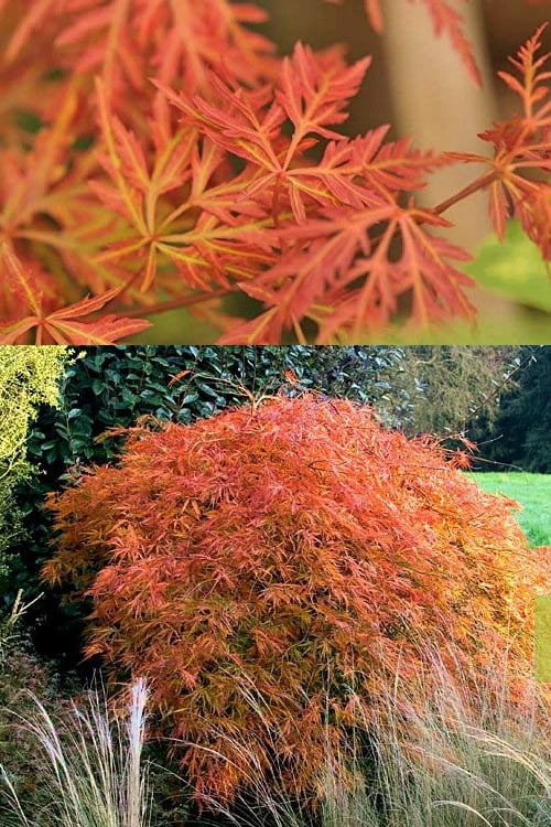  Orangeola Weeping Japanese Maple - 2 Gallon Pot