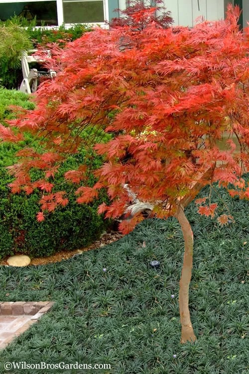  Orangeola Weeping Japanese Maple - 1 Gallon Pot (High Grafted Tree Form) 
