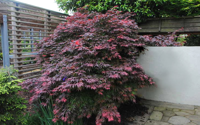  Oregon Sunset Japanese Maple - Acer Palmatum - 5 Gallon Pot