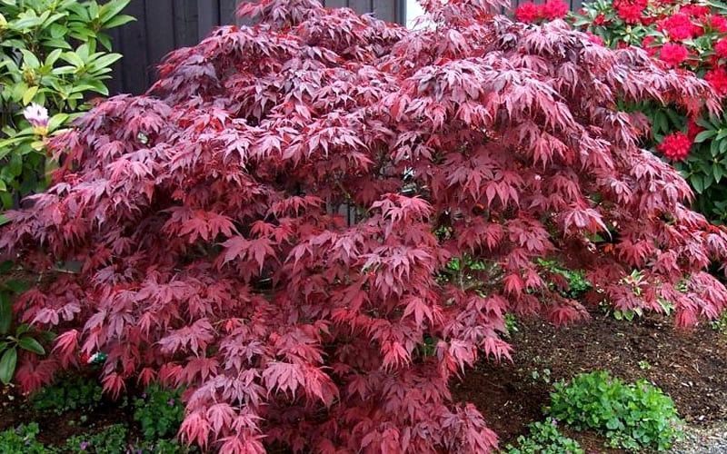  Oregon Sunset Japanese Maple (Acer Palmatum) - 3 Gallon Pot 
