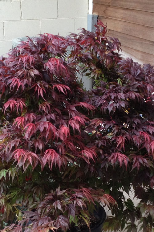  Oregon Sunset Japanese Maple - Acer Palmatum - 5 Gallon Pot