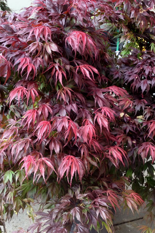 Oregon Sunset Japanese Maple - Acer Palmatum - 5 Gallon Pot