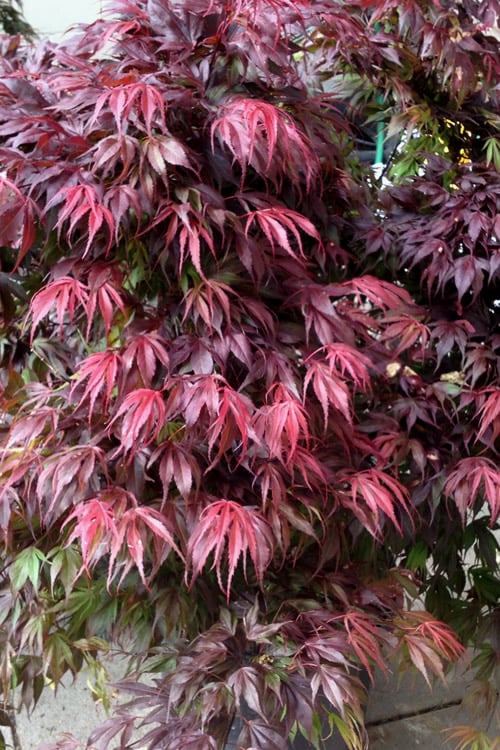  Oregon Sunset Japanese Maple (Acer Palmatum) - 3 Gallon Pot 
