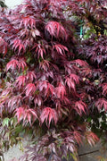  Oregon Sunset Japanese Maple (Acer Palmatum) - 3 Gallon Pot 