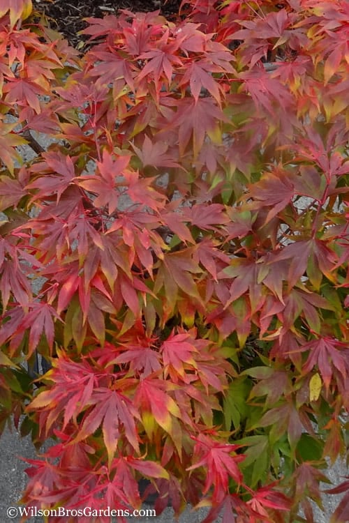  Oregon Sunset Japanese Maple (Acer Palmatum) - 3 Gallon Pot 