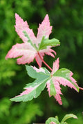  Orido Nishiki Pink Variegated Japanese Maple - 3 Gallon Pot