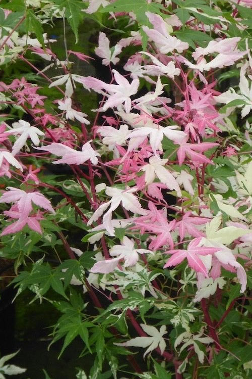  Orido Nishiki Pink Variegated Japanese Maple - 3 Gallon Pot