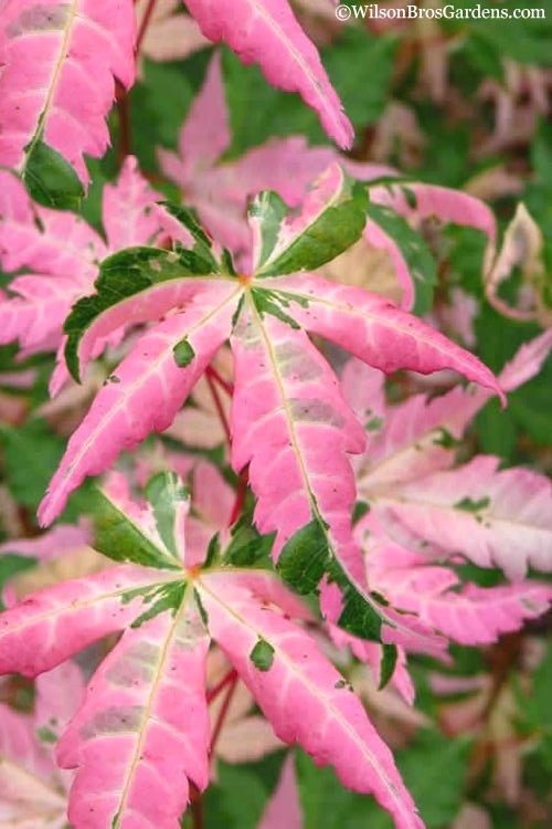  Orido Nishiki Pink Variegated Japanese Maple - 3 Gallon Pot