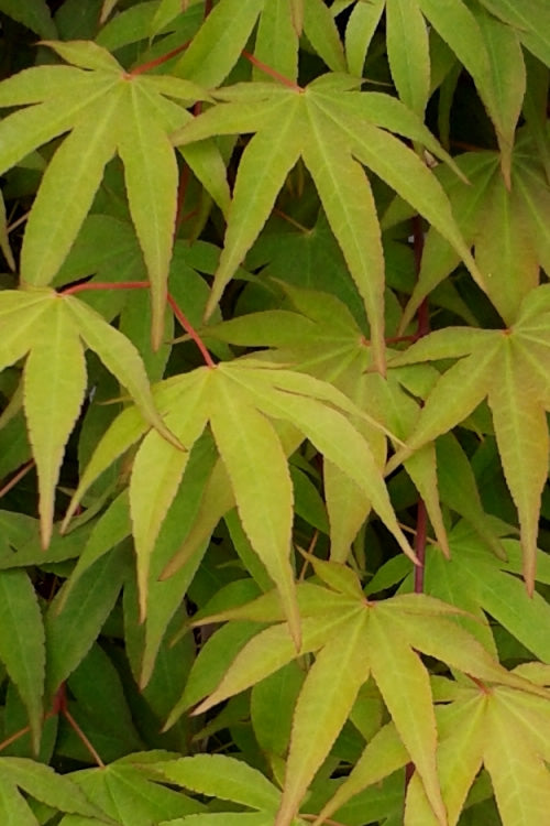  OsakazukiJapanese Maple - 5 Gallon Pot (5-6')