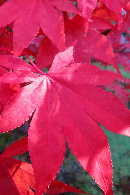  OsakazukiJapanese Maple - 3 Gallon Pot