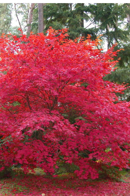  OsakazukiJapanese Maple - 3 Gallon Pot