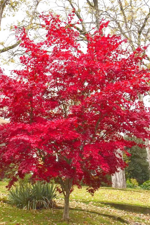  OsakazukiJapanese Maple - 3 Gallon Pot