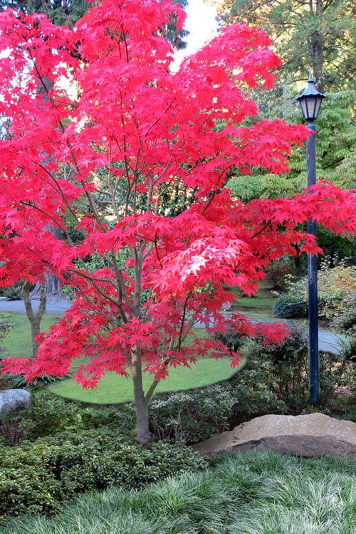  Osakazuki Japanese Maple - 3 Gallon Pot 