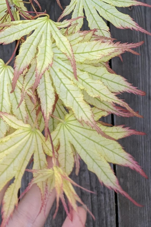  Peaches And Cream Japanese Maple - 2 Gallon Pot