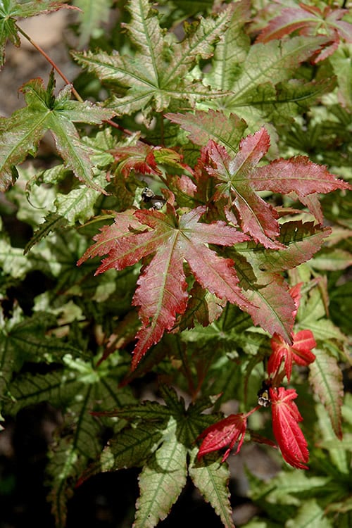  Peaches And Cream Japanese Maple - 1 Gallon Pot 