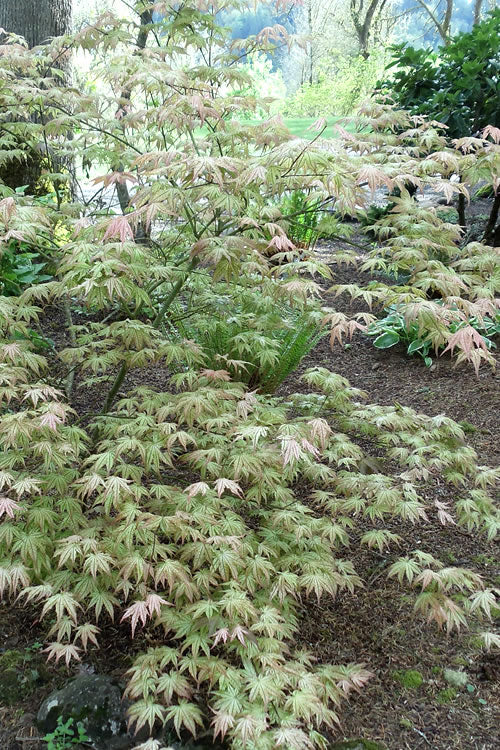  Peaches And Cream Japanese Maple - 7 Gallon Pot