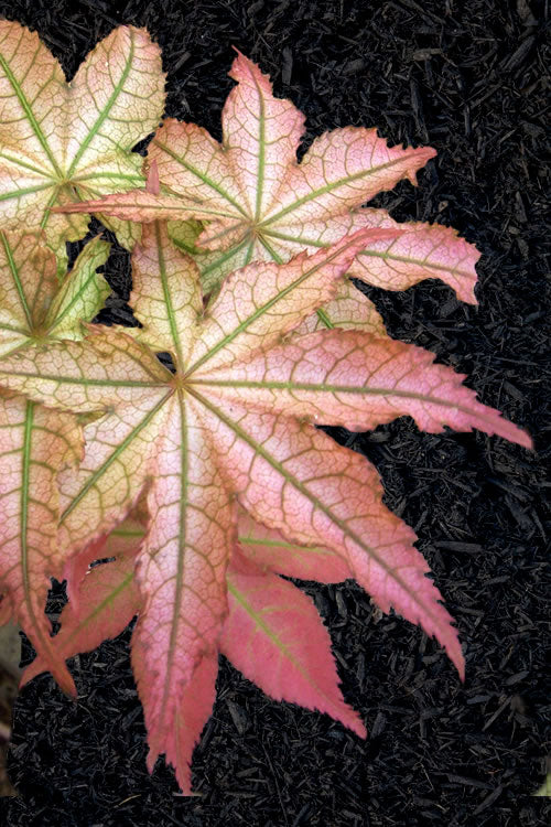  Peaches And Cream Japanese Maple - 2 Gallon Pot