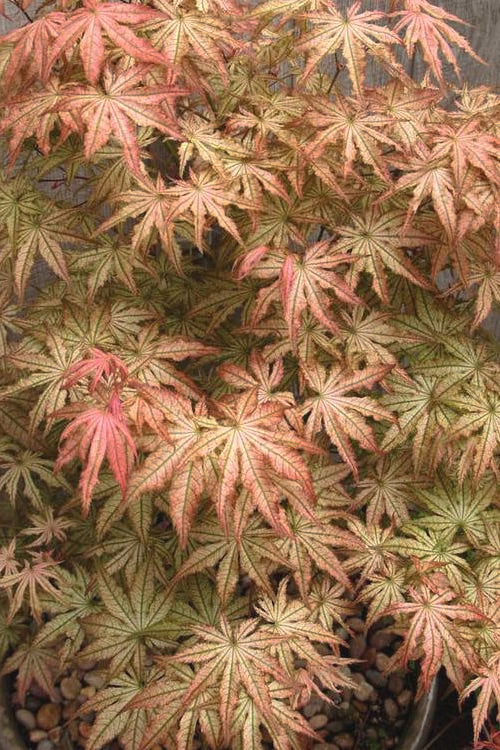  Peaches And Cream Japanese Maple - 2 Gallon Pot