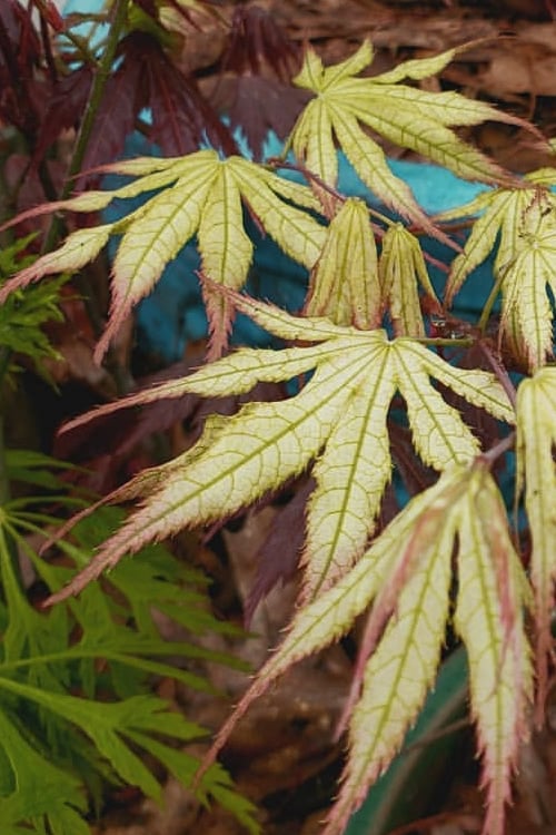  Peaches And Cream Japanese Maple - 1 Gallon Pot 