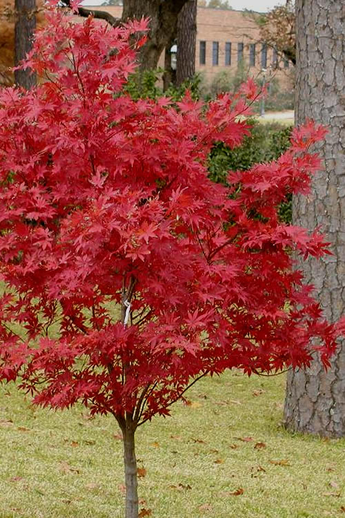  Pixie Dwarf Red Japanese Maple - 1 Gallon Pot (2.5-3.5')