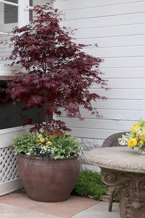  Pixie Dwarf Red Japanese Maple - 7 Gallon Pot