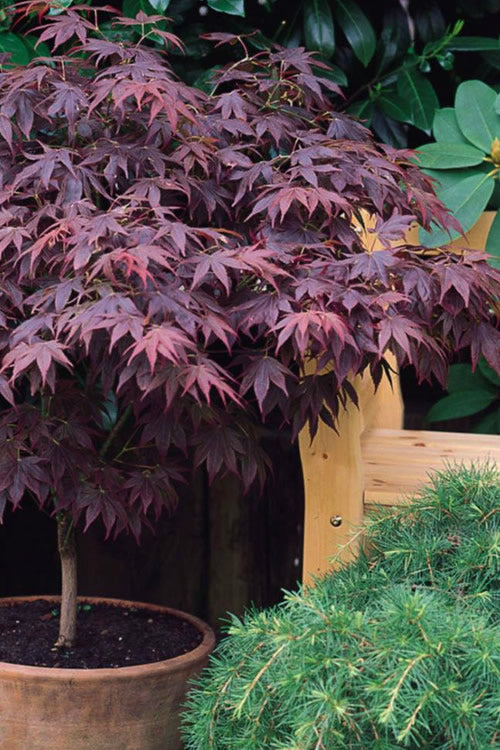  Pixie Dwarf Red Japanese Maple - 7 Gallon Pot