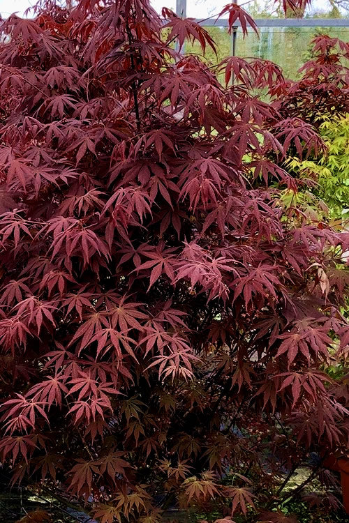  Pixie Dwarf Red Japanese Maple - 3 Gallon Pot (1.5-2')