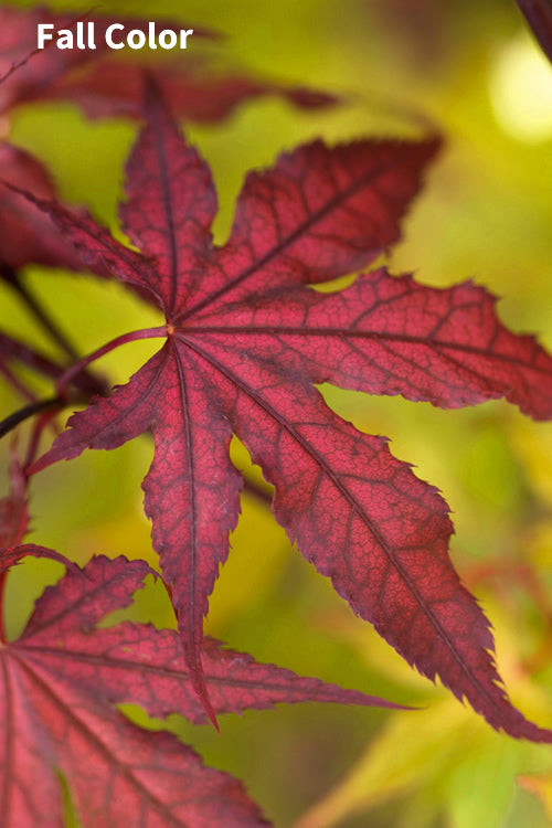  Purple Ghost Japanese Maple - 1 Gallon Pot