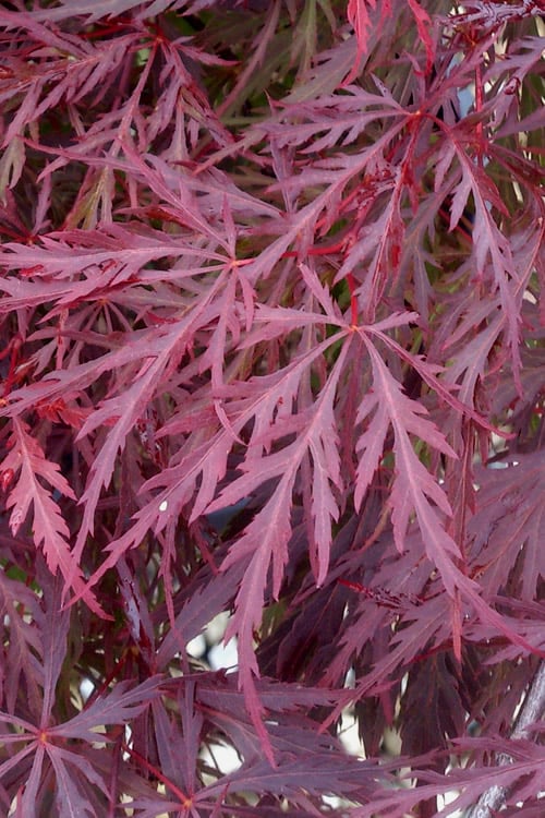  Red Dragon Dwarf Japanese Maple - 1 Gallon Pot