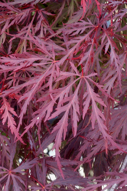  Red Dragon Dwarf Japanese Maple - 3 Gallon Pot