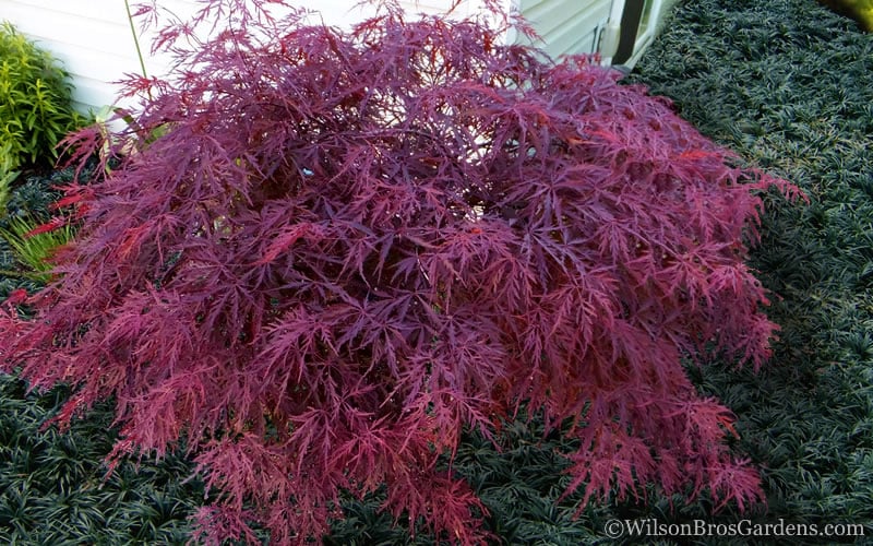  Red Dragon Dwarf Japanese Maple - 2 Gallon Pot
