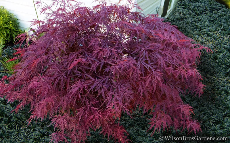  Red Dragon Dwarf Japanese Maple - 2.5 Quart Pot