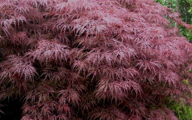  Red Dragon Dwarf Japanese Maple - 2 Gallon Pot