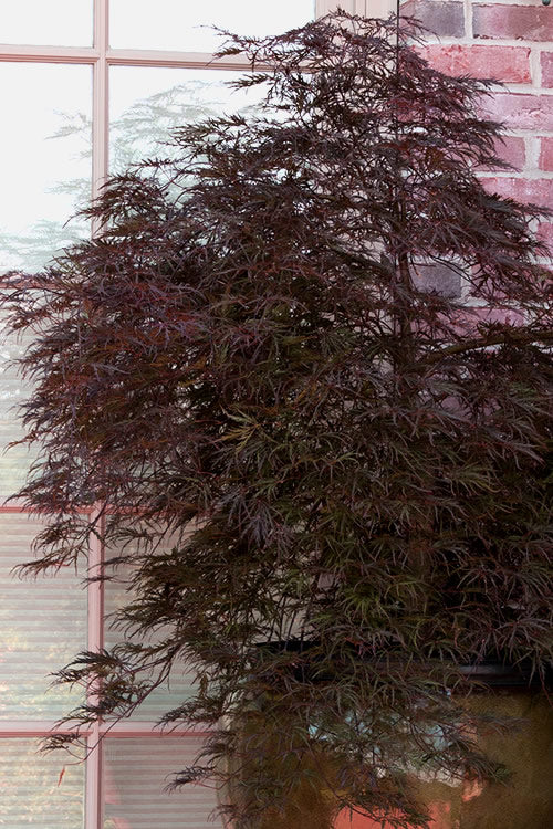  Red Select Laceleaf Japanese Maple - 1 Gallon Pot