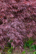  Red Select Laceleaf Japanese Maple - 1 Gallon Pot