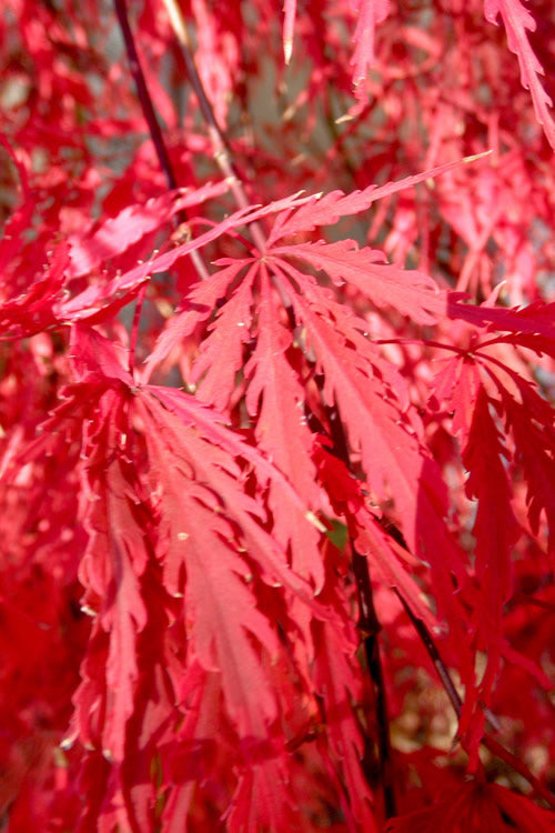  Red Select Laceleaf Japanese Maple - 1 Gallon Pot