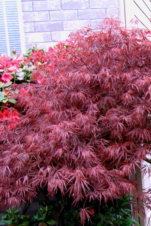  Red Select Laceleaf Japanese Maple - 3 Gallon Pot