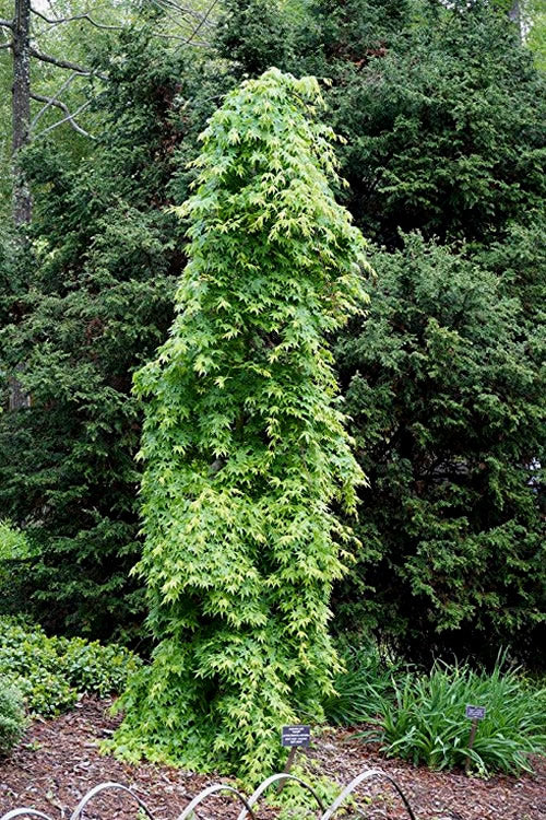 Ryusen Weeping Japanese Maple - 5 Gallon Pot (3-3.5')