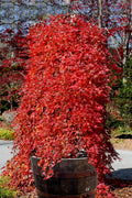  Ryusen Weeping Japanese Maple - 5 Gallon Pot (4-5')